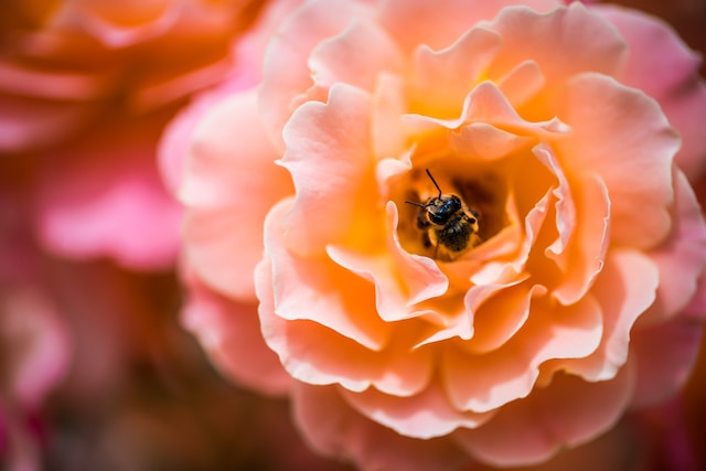 placeholder image of bee on flowers